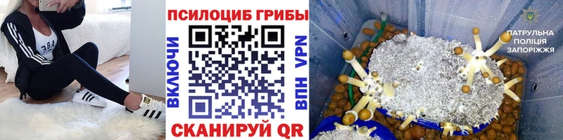 дарнет шоп  Удомля  Псилоцибиновые грибы MAGIC MUSHROOMS 